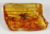 Fossil Spider (Aranea) In Baltic Amber #38890-1